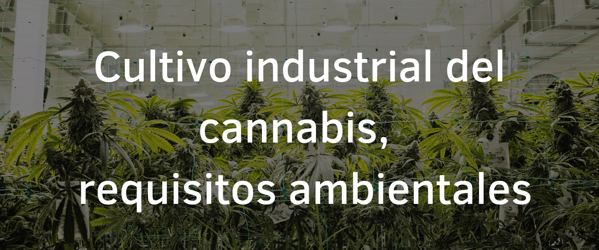 Cultivo industrial del cannabis y sus requisitos ambientales